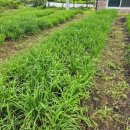 임실반점 이미지