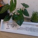 물댄동산 이미지