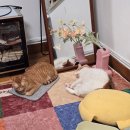 마오타이그룹 | [홍콩 직장인 일상] 26년 3월-5월 회피병 말기 환자가 투병도 회피하는 일기 (홍콩 빼고 테이크아웃)