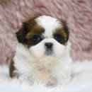 은봉애견 이미지