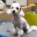 J애견미용 이미지