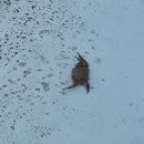 블루망고