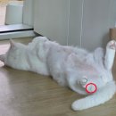 닥터캣 고양이병원 이미지