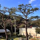 어뮤즈 545 이미지