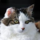 분당24시동물의료센터 이미지