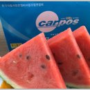 포니카센타 이미지