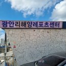 부산 액티비티, 부산 여름 여행추천 광안리해양레저스포츠센터 스피드보트 패키지 후기