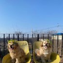 더블스테이 또또멍5호 이미지