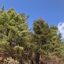 충의공 엄흥도 역사탐방로 이미지