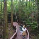 치유의숲 이미지