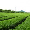 보성선운제다 이미지