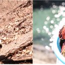 늘푸르름농장 이미지