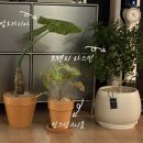 초록화원 | 분당 근처 화원 추천｜은행화원 반려식물 내돈내산 후기 &amp; 초보 추천 식물