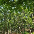 파크프리베(Parc Prive) - 598533 | [의정부 카페] 말구경 가능한 parc prive / 넓은 정원과 숲으로 힐링 가능한 곳