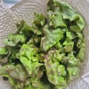 꽃뜰 | 농라 운악의뜰 아삭이포기상추 꽃포기상추 구매후기