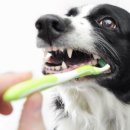 안녕하개 이미지