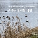 우짖는 물새들의 낙원 The paradise of chirp waterbirds 이미지