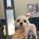 귀빈펫살롱 이미지