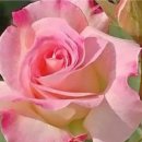 Nana Mouskouri - I Have A Dream/Roxette - It Must Have Been Love 외 1 이미지