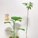 친환경 그린 가드닝 이미지