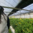 두루미 농원 이미지