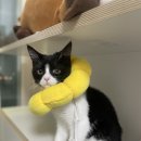 영종H동물의료센터 이미지