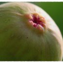 무화과나무 이미지