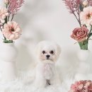 마이미미 반려견미용실 | 평택 고덕 마이미미 반려견미용실 비숑 콩이 배넷미용 하이바 가위컷 스포팅