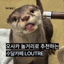 오사카 이색 놀거리로 추천하는 수달카페 LOUTRE 오픈런 후기