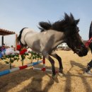 포니랜드 이미지