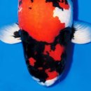 안성비단잉어 이미지