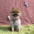 푸치베베