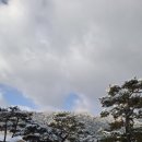 꽃무리 뜸 이미지