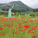 용수골꽃양귀비축제 이미지