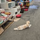 비진도해수욕장행정봉사실 | 통영 비진도 해수욕장 얕은 바다와 별이 쏟아지는 밤 하늘 | 1박2일 여행 | 배편 정보