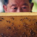 꿀벌 에이즈에 폭염, 농약까지.. 위기의 꿀벌 세계 이미지