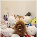 일산애견호텔 애견유치원 맘바이 일산점 이미지