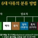 차의 종류 이미지