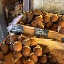 도토리하우스 이미지