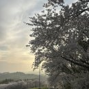 벚꽃길 한우 | 서산 벚꽃 명소 추천, 서산 한우목장 벚꽃길 다녀온 솔직 후기