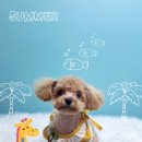 그루머공간 이미지