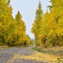 나무랑숲 이미지