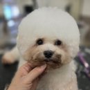 코리아애견샵 네이버블로그