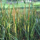 부들공원 이미지