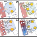 Re:Re 단핵구(monocyte)와 대식세포(macrophage)에 대하여 이미지