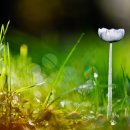 아침이슬 이미지