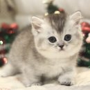 도레미캣 이미지