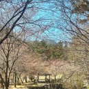 홍가네식당 | 태안 여행 코스 &amp; 맛집 추천 | 백화산 등산로 냉천골 계곡 홍가네 | 숨겨진 벚꽃 명소