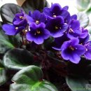 세인트폴리아 이미지