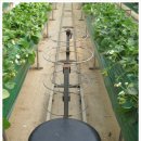 박용희농장 | [함평 청수원농장]수경 재배한 딸기이므로 씻지 않고 드셔도 됩니다^^